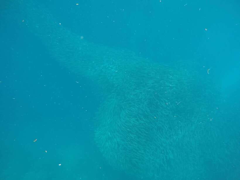 Cebu: Kawasan Canyoneering & Sardines Run and Turtle Chase - The early Cebu pickup and the road south