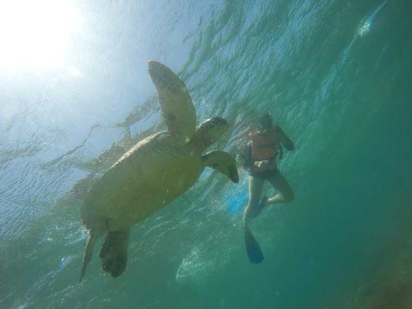 Cebu: Kawasan Canyoneering & Sardines Run and Turtle Chase - What the $90 price really covers