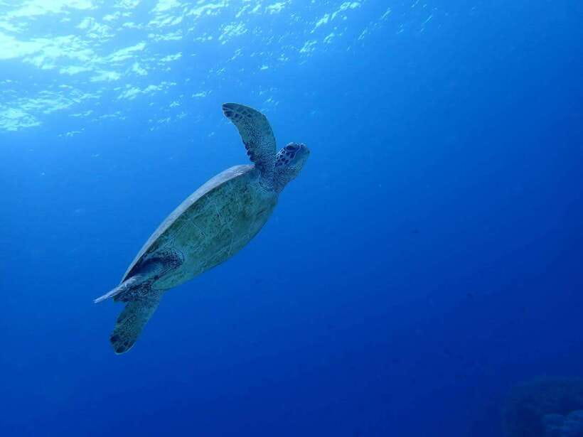 Cebu: Kawasan Canyoning, Moalboal Snorkeling, & Turtles Tour - The road to Kawasan Falls and the change of pace