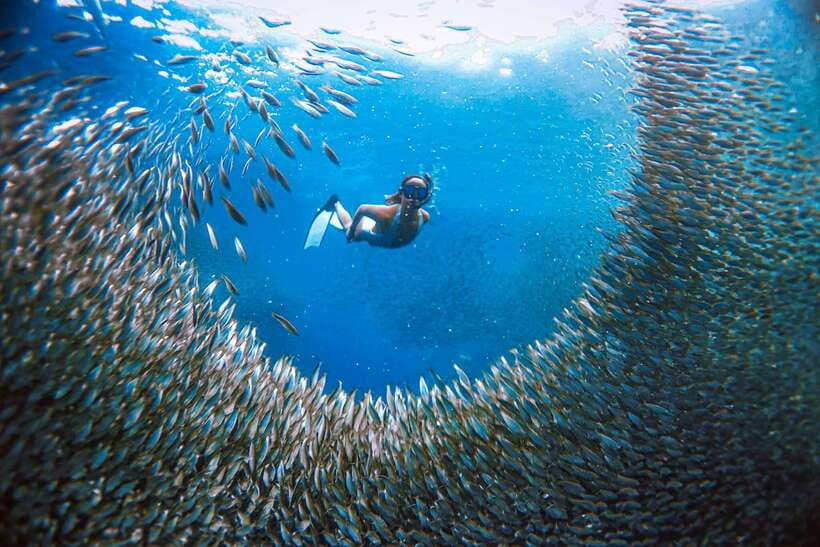 Cebu: Moalboal Island Hopping and Mantayupan Falls Day Trip - Why Moalboal’s sardine run makes this day special