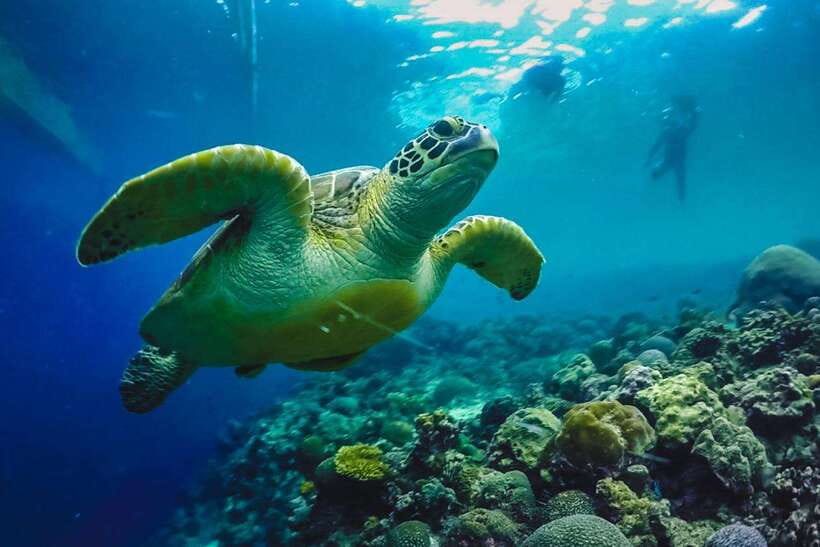 Cebu: Moalboal Sardines Run Snorkel & Kawasan Canyoneering - How the schedule feels in real life