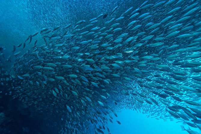 Cebu: Moalboal Sardines, Turtle Snorkeling & Kawasan Canyoneering - The early ride to Moalboal