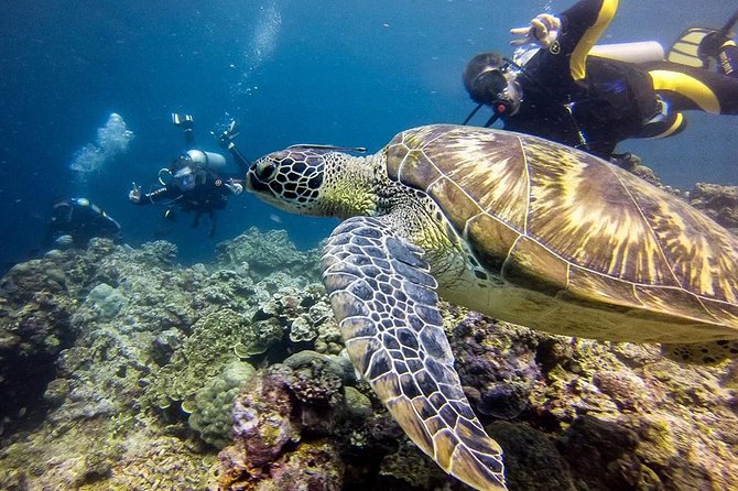Cebu: Moalboal Sardines, Turtle Snorkeling & Kawasan Canyoneering - What private touring changes