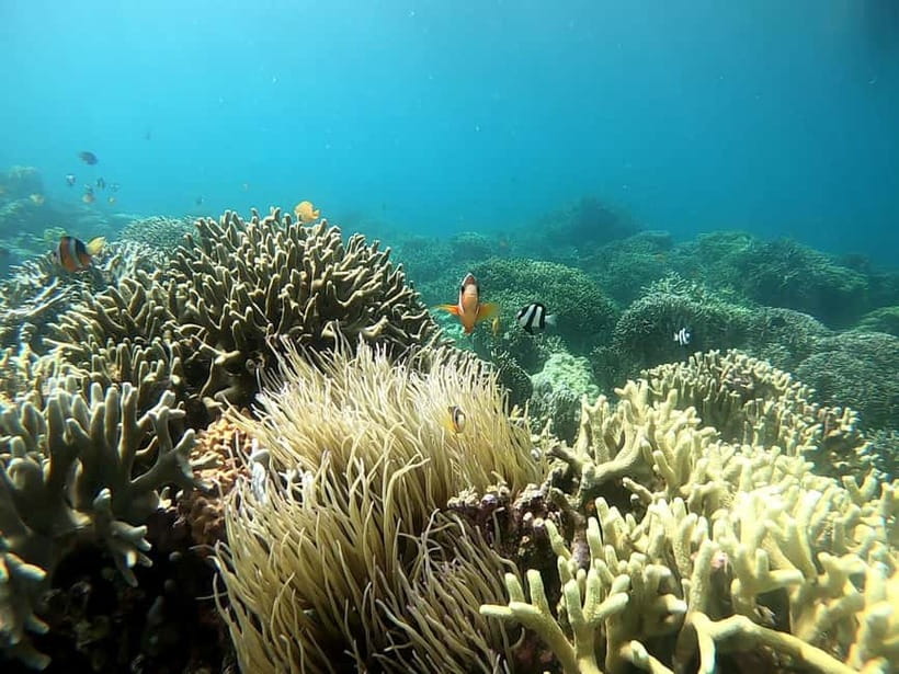 Cebu: Moalboal Snorkeling, Mantayupan Falls & ATV Adventure - Transport, group size, and the real pace