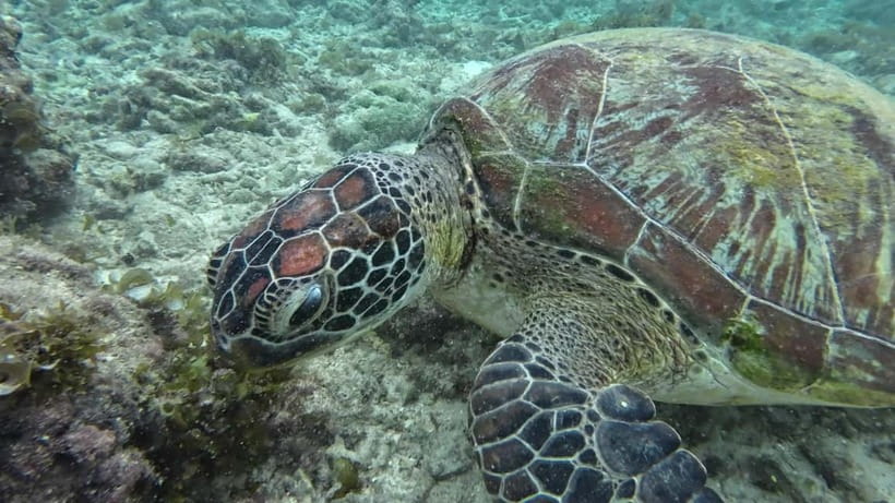 Cebu: Moalboal Snorkeling, Mantayupan Falls & ATV Adventure - What to pack for this particular day