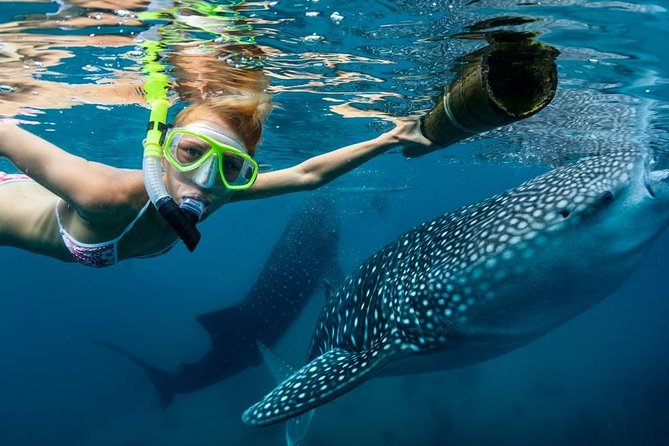 Cebu: Oslob Whale Shark Swimming and Kawasan Falls Canyoneering - Two Cebu adventures packed into one day