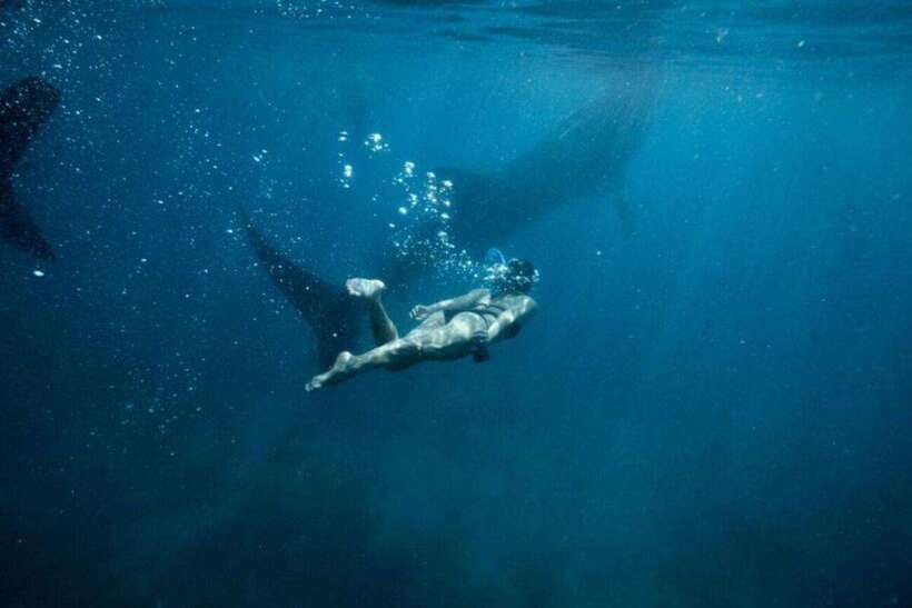Cebu: Oslob Whale Shark Swimming and Tumalog Falls Tour - Key points to know before booking
