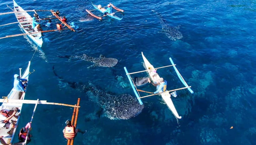 Cebu: Oslob Whale Shark Swimming and Tumalog Falls Tour - The whale sharks make this a very early morning