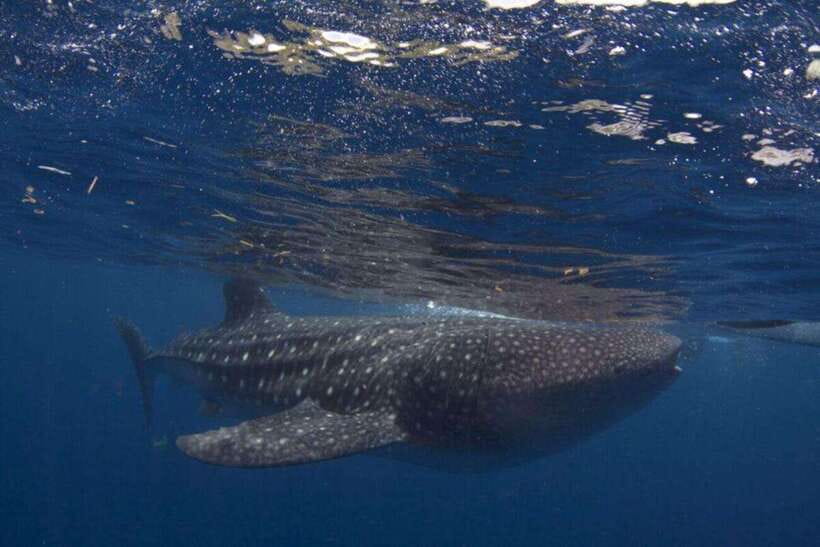 Cebu: Oslob Whale Shark Swimming and Tumalog Falls Tour - Tumalog Falls brings a calmer second stop