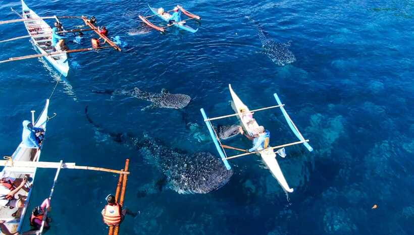 Cebu: Oslob Whale Shark Swimming and Tumalog Falls Tour - Who will enjoy this Oslob day trip?
