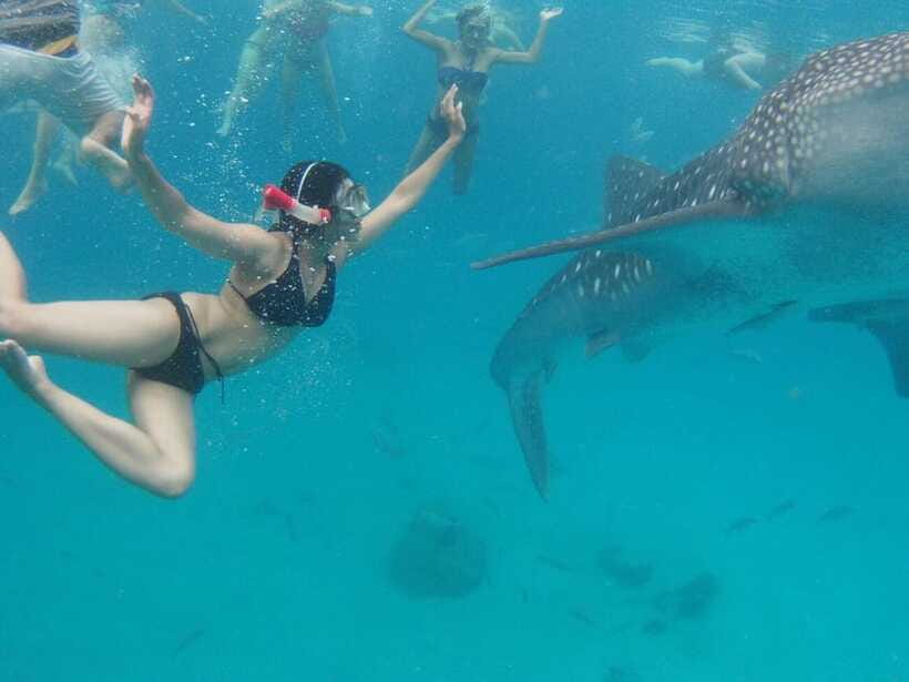 Cebu: Oslob Whale Shark Swimming and Tumalog Falls Tour - Should you book the Oslob and Tumalog Falls tour?