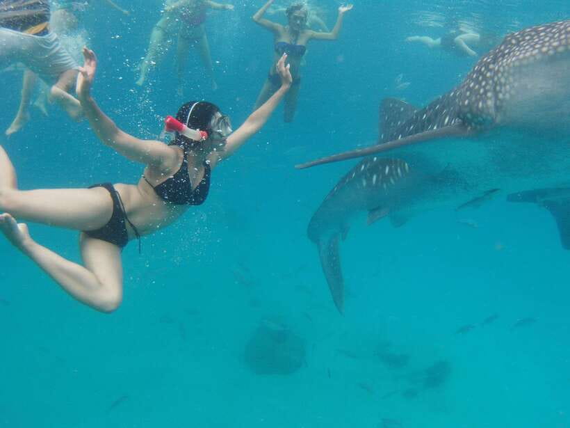 Cebu: Oslob Whale Sharks, Tumalog Falls & Sardine Snorkeling - Key points at a glance