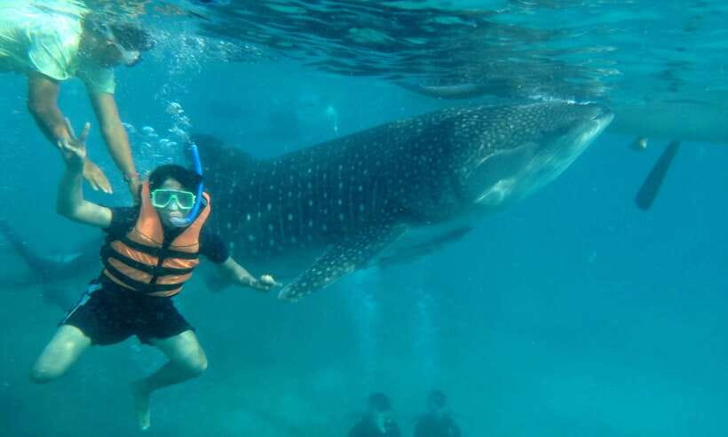 Cebu: Oslob Whale Sharks, Tumalog Falls & Sardine Snorkeling - Who should book this tour