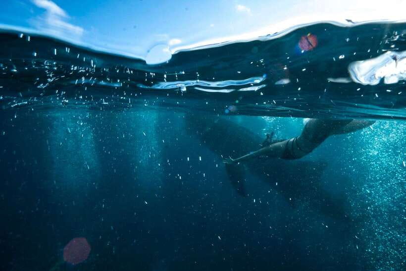 Cebu: Oslob Whale Sharks, Tumalog Falls & Sardine Snorkeling - Why this Cebu day trip works