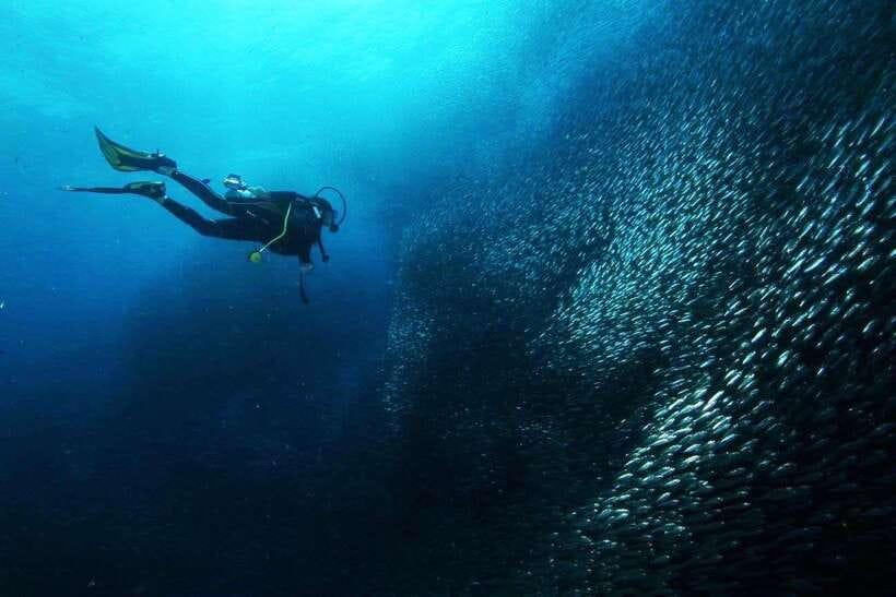 Cebu: Oslob Whale Sharks, Tumalog Falls & Sardine Snorkeling - Lunch and the move to Moalboal