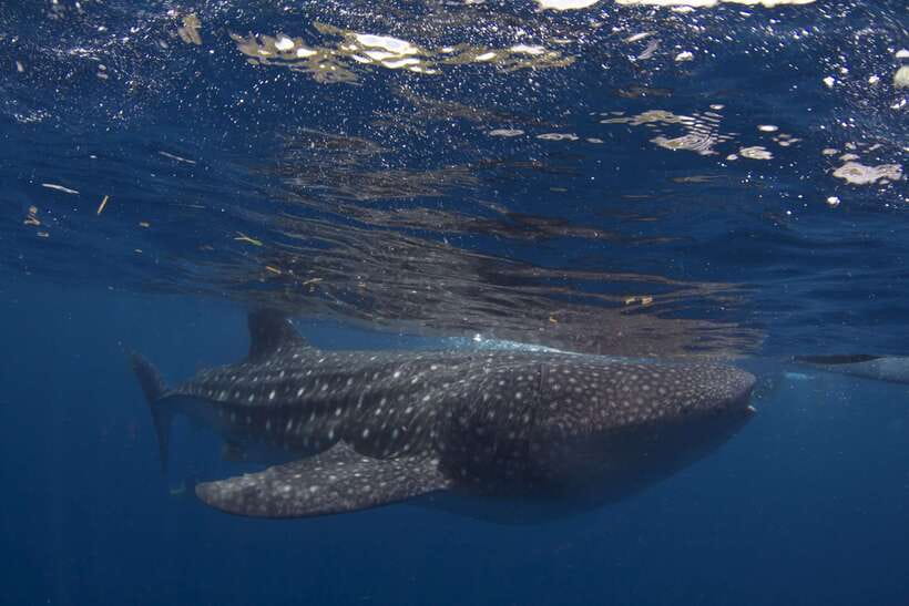 Cebu: Oslob Whale Sharks, Tumalog Falls & Sardine Snorkeling - The sardine run and turtles in Moalboal