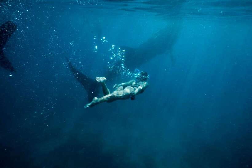 Cebu: Oslob Whale Sharks, Tumalog Falls & Sardine Snorkeling - Transport, guides, and how the day feels