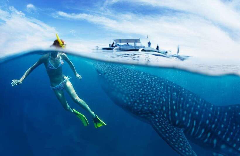 Cebu: Oslob Whale Sharks, Tumalog Falls & Sardine Snorkeling - The 2:00 AM start and the drive south