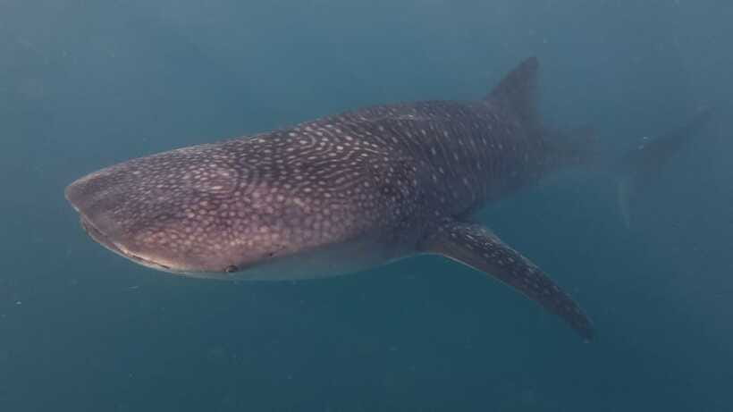 Cebu Oslob Whaleshark, Moalboal Sardines Run&Inambakan Falls - What to bring for a smoother day