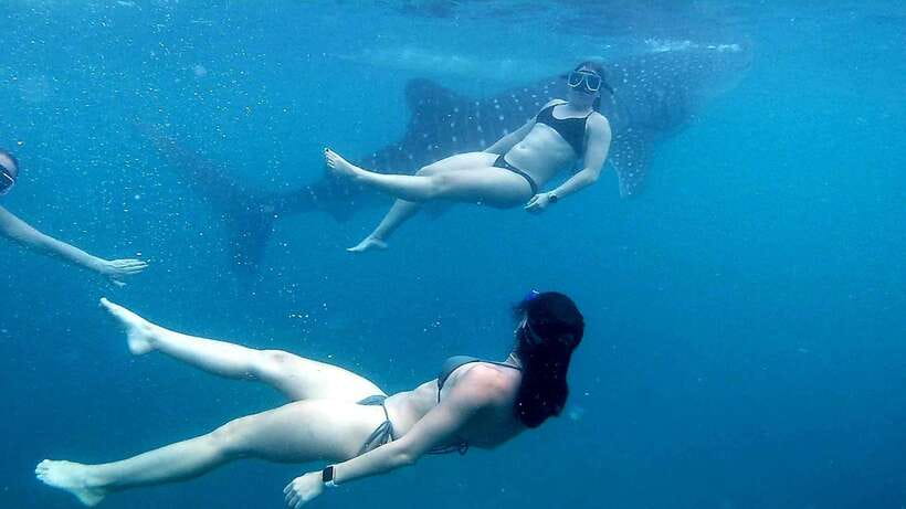 Cebu: Whale Shark, Inambakan Falls & Moalboal Sardine Tour - A very early start for Oslob whale sharks