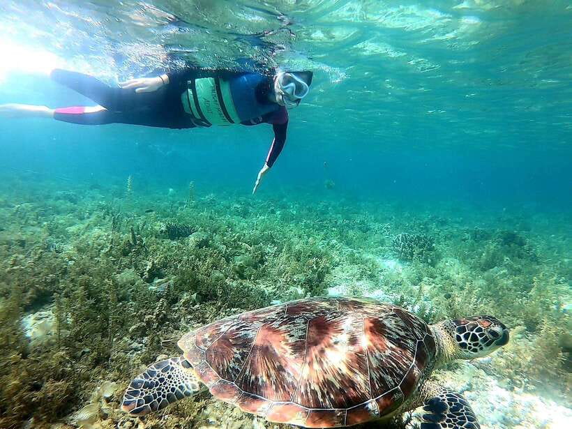 Cebu: Whale Shark, Inambakan Falls & Moalboal Sardine Tour - Moalboal and the famous sardine run