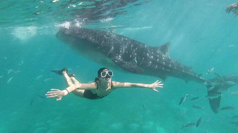Cebu: Whale Shark, Inambakan Falls & Moalboal Sardine Tour - Transport, guides, and the private-group advantage