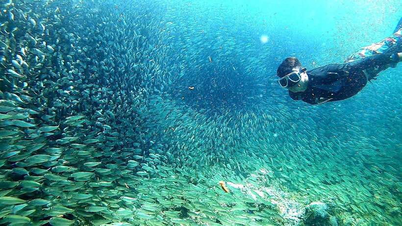 Cebu: Whale Shark, Inambakan Falls & Moalboal Sardine Tour - Who should book this Cebu day tour?