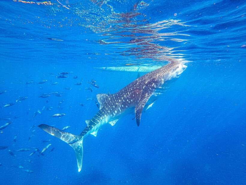 Cebu: Whale Shark Snorkeling & Kawasan Canyoning Tour - Why this Cebu day trip packs so much in