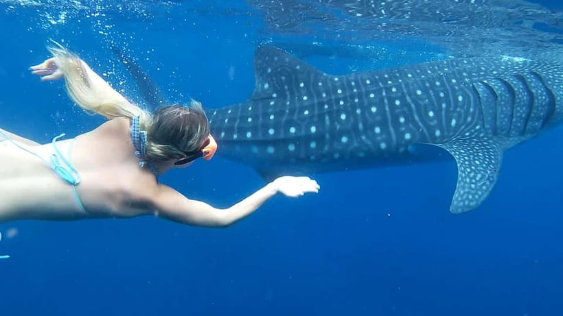 Cebu: Whale Shark Swim and Kawasan Canyoneering Tour - Oslob whale sharks at sunrise