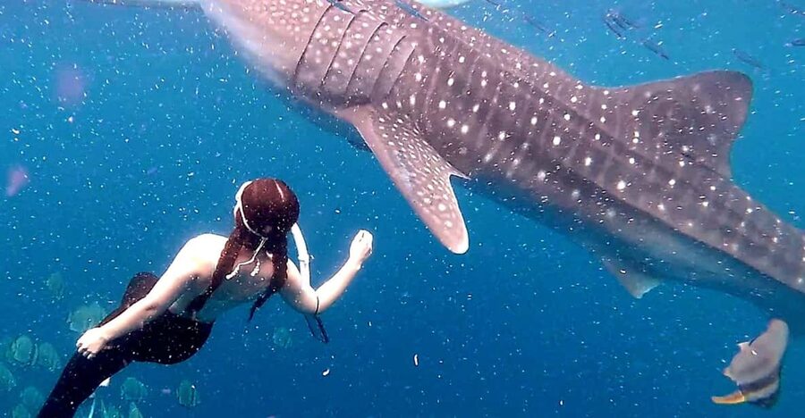 Cebu: Whale Shark Swim and Kawasan Canyoneering Tour - The ethical question behind the encounter