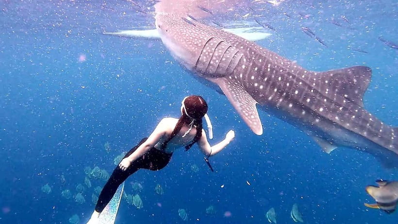 Cebu: Whale Shark Swim and Kawasan Canyoneering Tour - Lunch, a dry shirt, and the ride home