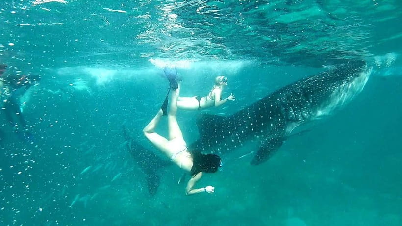 Cebu: Whale Shark Swim and Kawasan Canyoneering Tour - What I would pack and how I would prepare