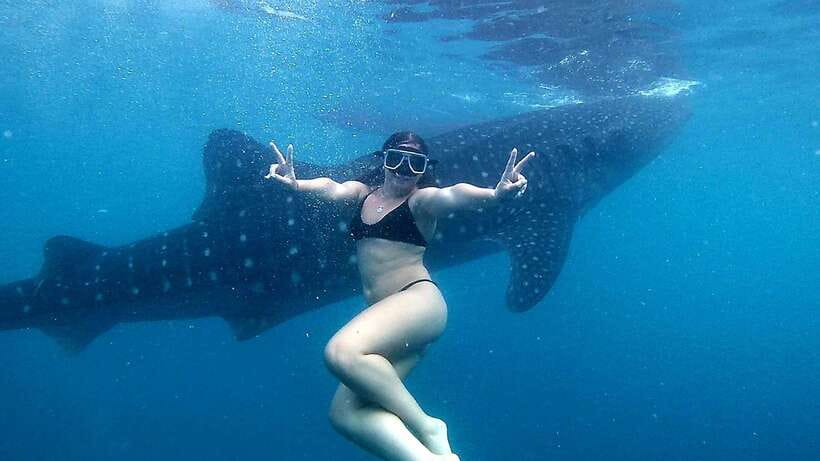 Cebu: Whale Shark Swim, Kawasan Falls & Moalboal Sardine Run - Key points at a glance
