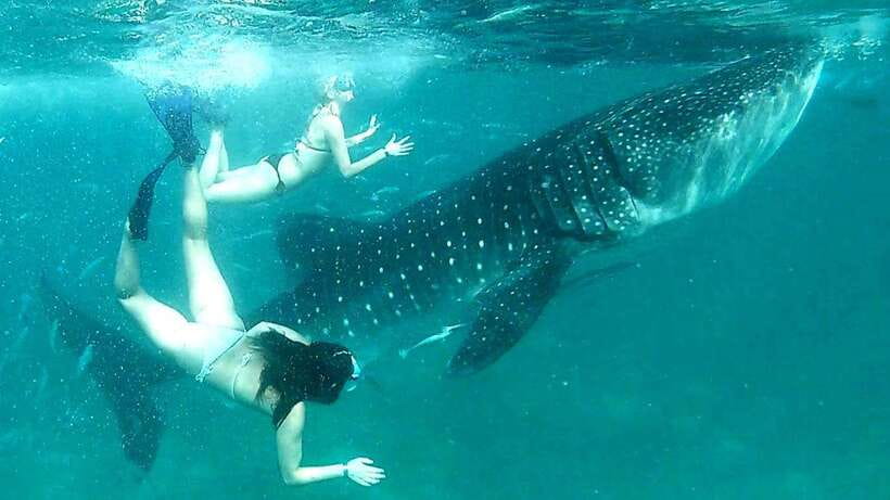 Cebu: Whale Shark Swim, Kawasan Falls & Moalboal Sardine Run - Oslob’s whale sharks and the ethical question