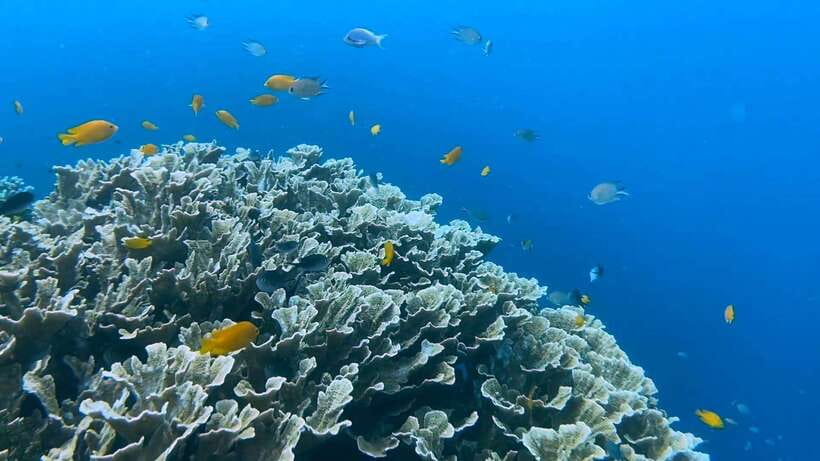 Cebu: Whale Shark Swim, Kawasan Falls & Moalboal Sardine Run - Breakfast, then the road to Badian