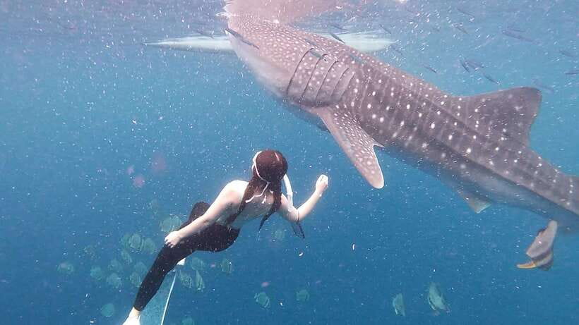 Cebu: Whale Shark Swim, Kawasan Falls & Moalboal Sardine Run - A beachfront meal at the Kawasan base camp