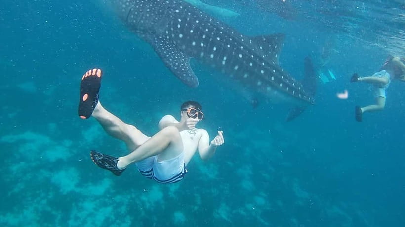 Cebu: Whale Sharks, Kawasan Falls, & Sardines Run Snorkeling - Key points to know before booking