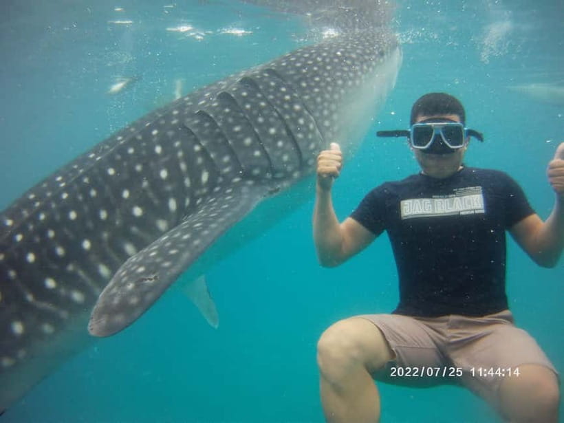 Cebu: Whale Sharks, Kawasan Falls, & Sardines Run Snorkeling - Should you book it?