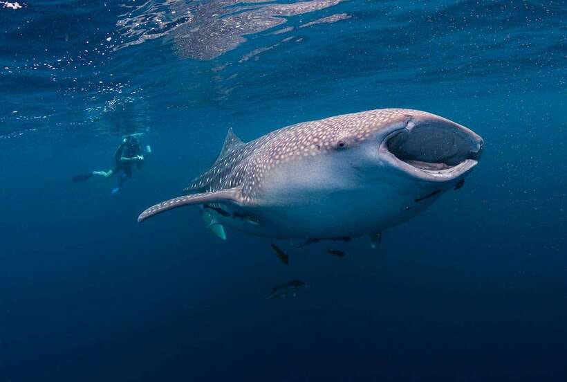 Cebu: Whaleshark Encounter, Sumilon Sandbar & Tumalog Falls - One long Cebu day, three very different sights