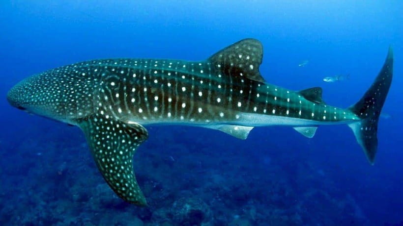 Cebu: Whaleshark Encounter, Sumilon Sandbar & Tumalog Falls - Oslob whale sharks: impressive, brief, and carefully managed