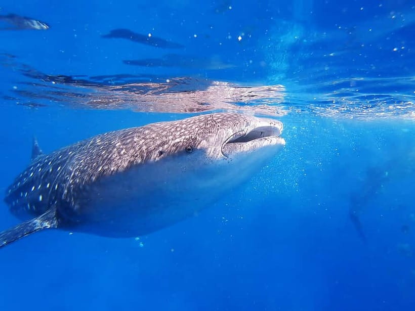 Cebu: Whaleshark Encounter, Sumilon Sandbar & Tumalog Falls - Lunch, breaks, and a detail worth confirming