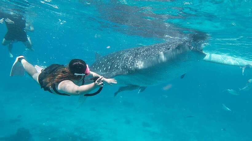 Cebu: Whaleshark Encounter, Tumalog Falls & Sumilon Sandbar - Oslob whale sharks, 30 minutes in the water