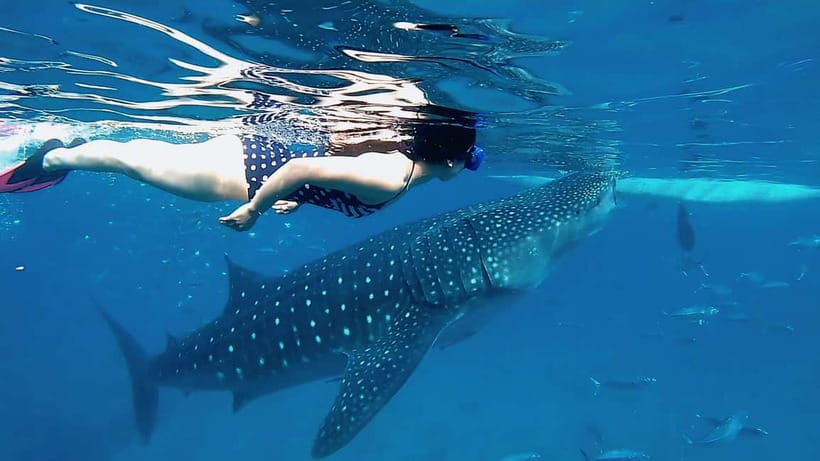 Cebu: Whaleshark Swimming & Kawasan falls Canyoneering Tour - Key points to know before booking