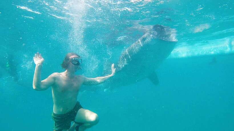 Cebu: Whaleshark Swimming & Kawasan falls Canyoneering Tour - Who should book this Cebu tour