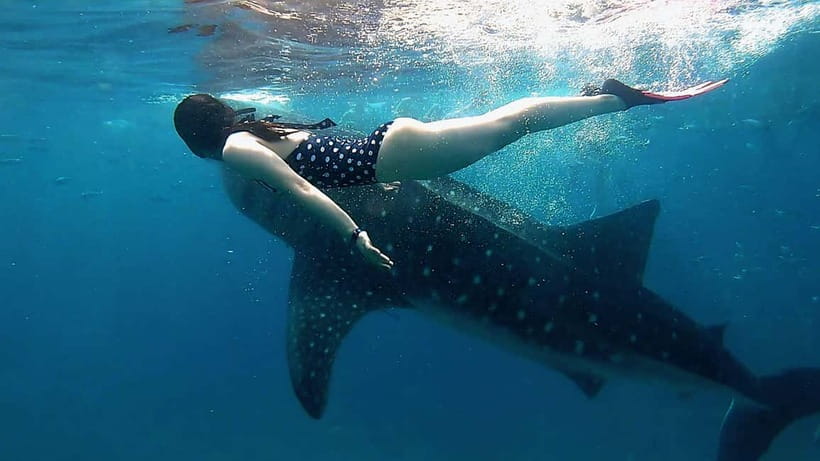 Cebu: Whaleshark Swimming & Kawasan falls Canyoneering Tour - Two Cebu icons in one very long day