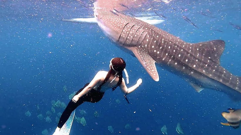 Cebu: Whaleshark Swimming & Kawasan falls Canyoneering Tour - Oslob whale sharks at sunrise