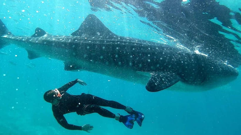 Cebu: Whaleshark Swimming & Kawasan falls Canyoneering Tour - Beachside lunch and the practical finish