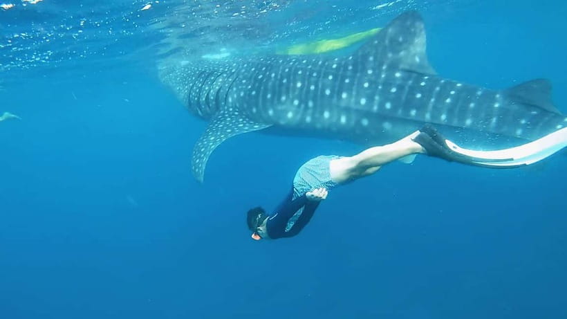 Cebu: Whaleshark Swimming & Kawasan falls Canyoneering Tour - What the $121 price really covers
