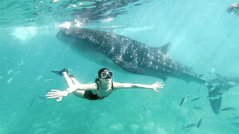 Cebu: Whaleshark Swimming & Kawasan falls Canyoneering Tour - The 2:00 AM to 4:00 AM pickup