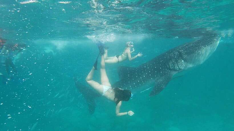 Cebu: WhaleShark , Tumalog Falls, & Sardine Run Snorkeling - One long Cebu day, three very different water experiences